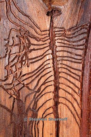 bark beetle trails 2 graphic